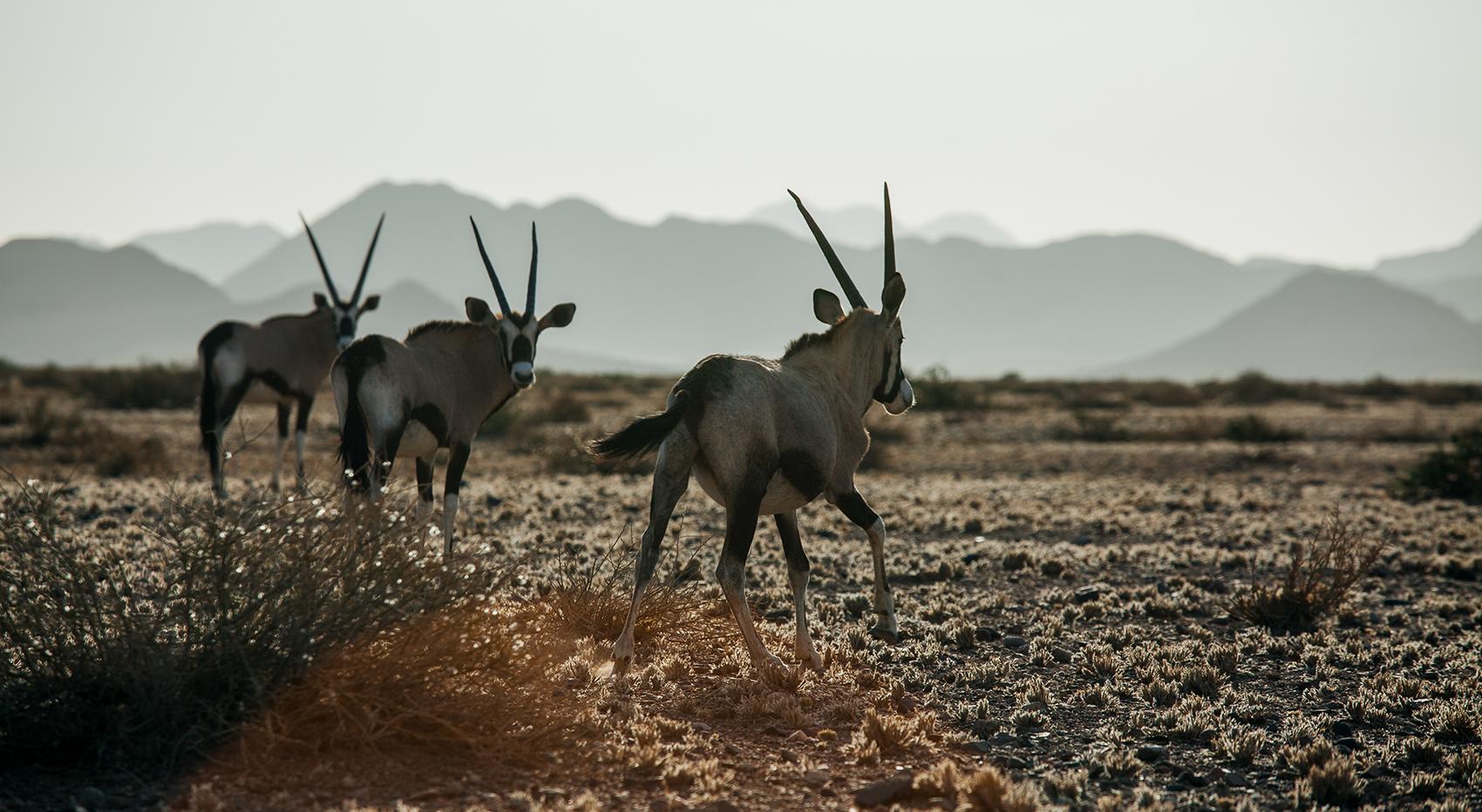 Three oryx in the arid Namibian landscape. Mountains in the background. Three oryx in the arid Namibian landscape. Mountains in the background.