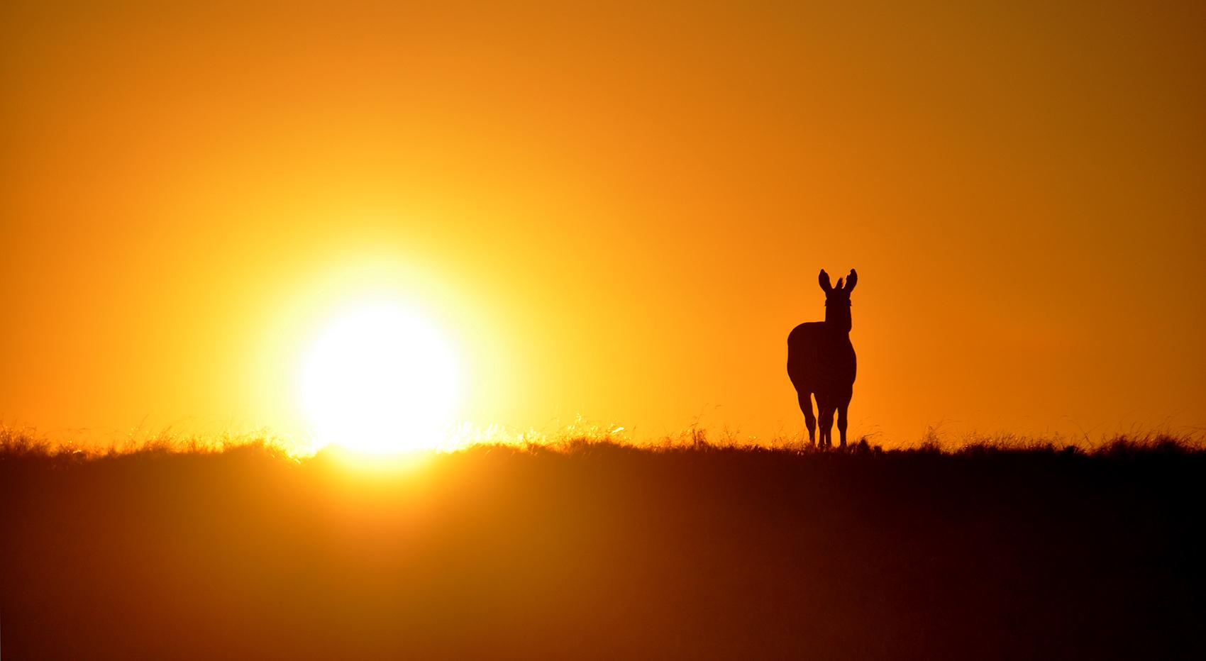A zebra stands on a grassy hill. The sun is setting in the background. A zebra stands on a grassy hill. The sun is setting in the background.