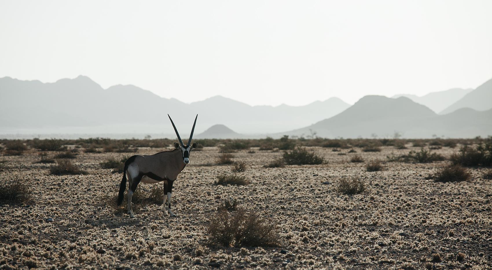 An oryx in the middle of the Namib desert. Mountains in the background. 