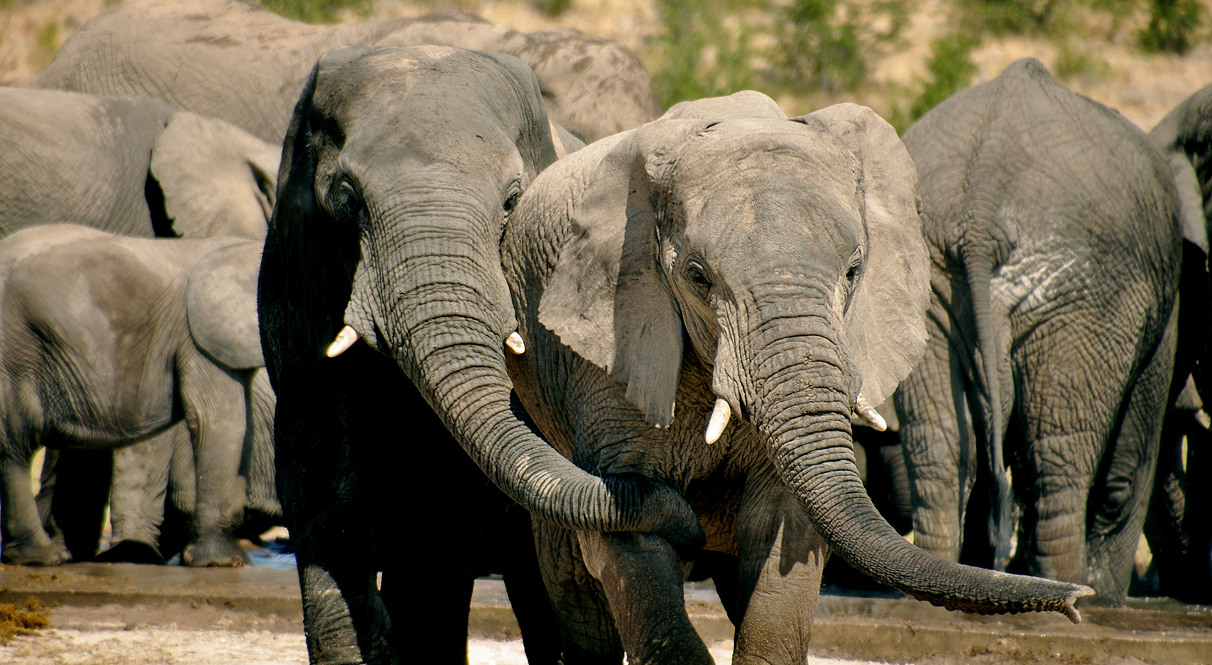 A herd of elephants at a waterhole in Etosha. The two elephants in the foreground are standing close together. 