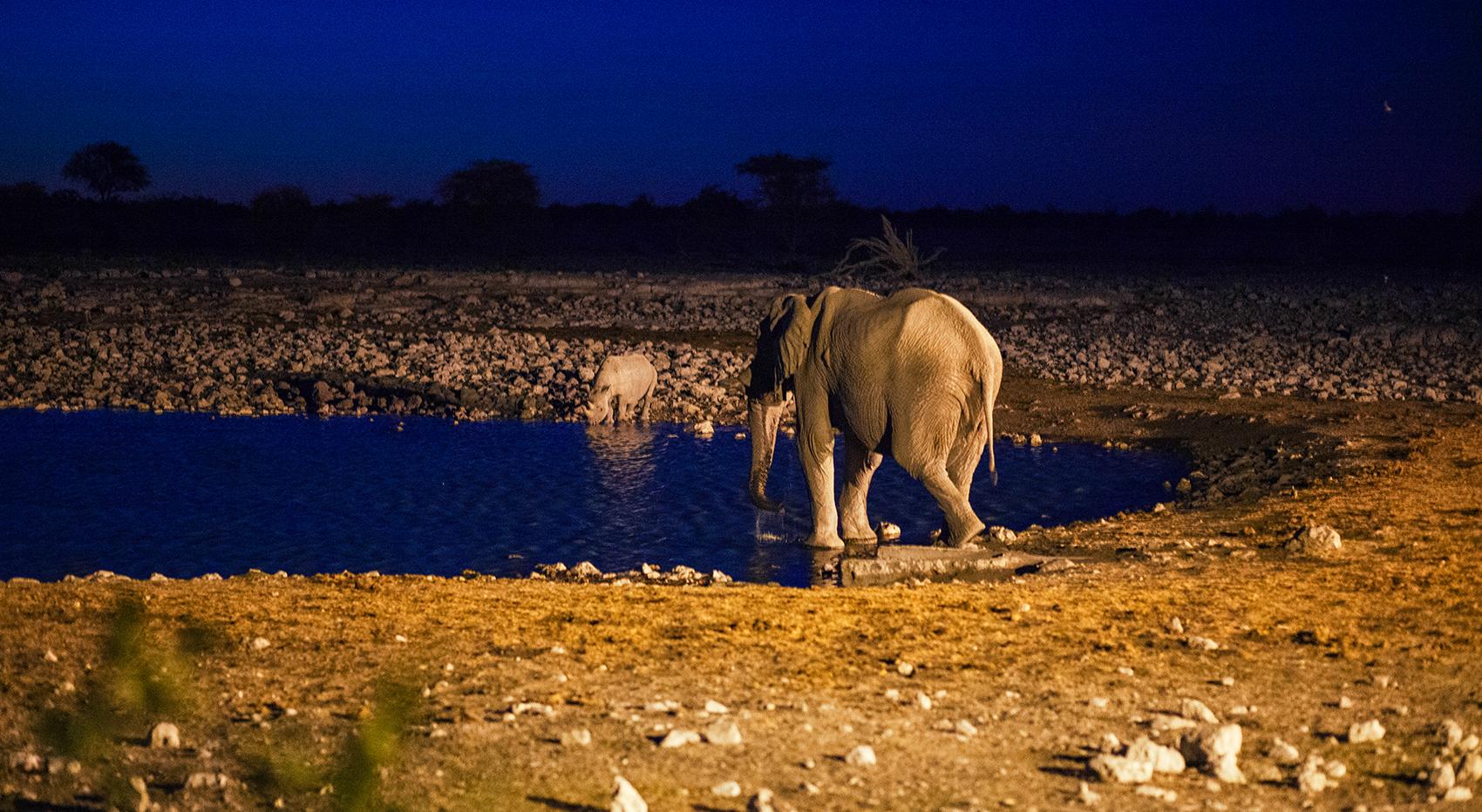 An elephant and a rhino at night at the waterhole in Etosha National Park. 