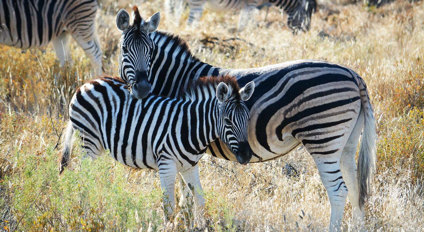 Two zebras standing close together in Etosha National Park. Namibia in August is perfect for game viewing.