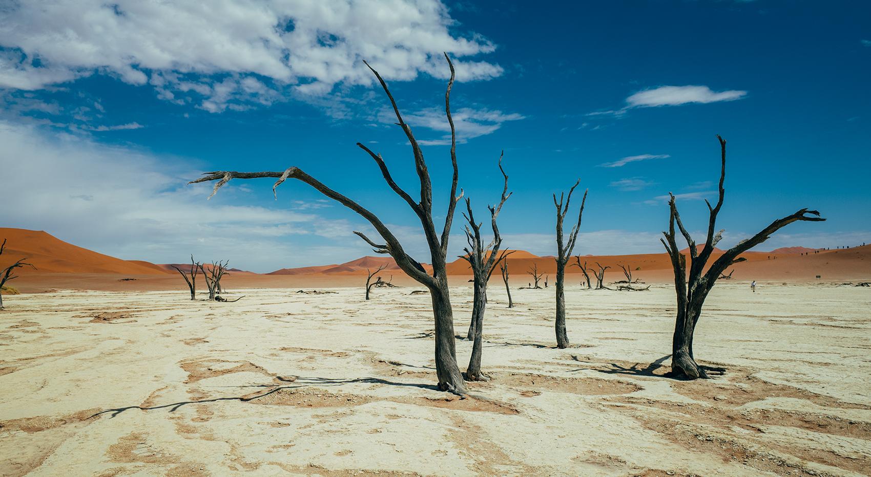 The dry Deadvlei with its old, desiccated trees. Dunes in the background.