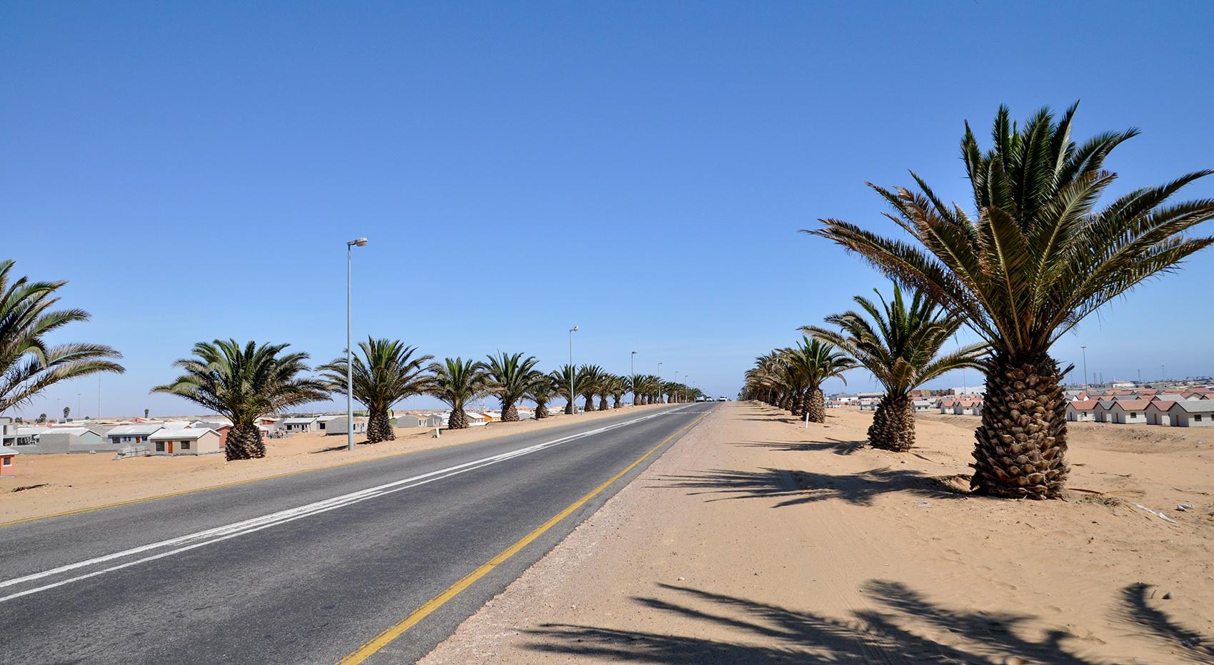 A road surrounded by palm trees to Swakopmund. 