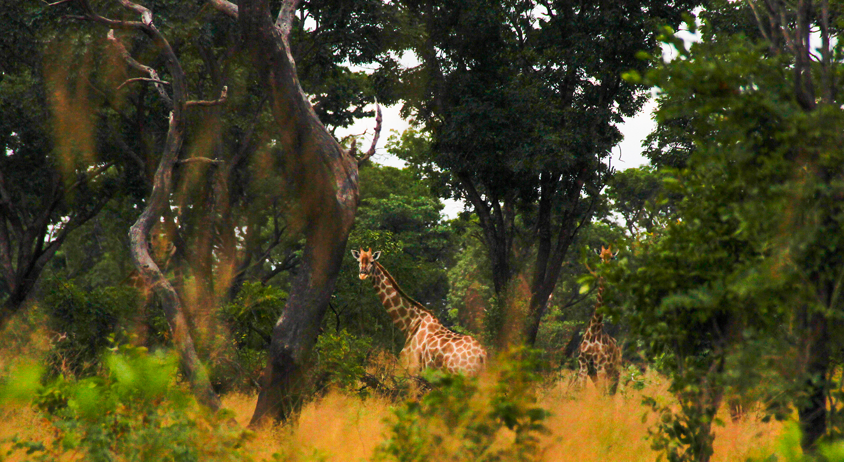 Two giraffes in the green, wooded landscape of the Zambezi region.