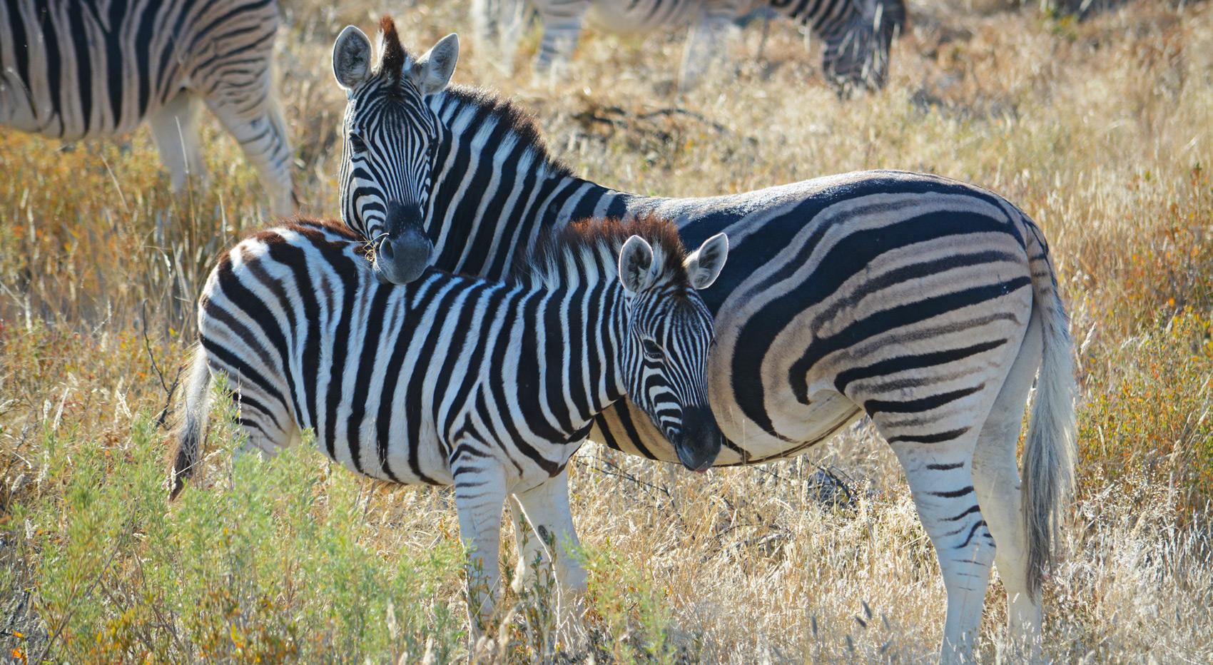 Two zebras stand close together in the tall grass in Etosha. Two zebras stand close together in the tall grass in Etosha.