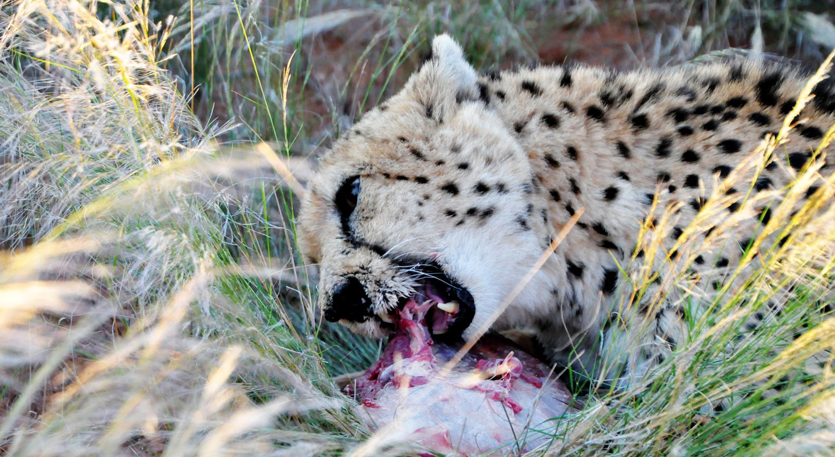 A cheetah who eats its prey. A cheetah who eats its prey.