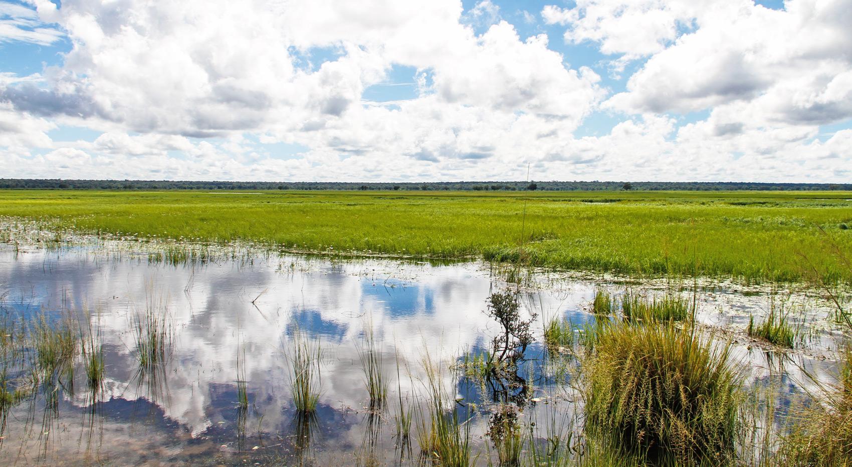 The green landscape of the Zambezi region. The sky is cloudy. The green landscape of the Zambezi region. The sky is cloudy.