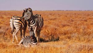 Three zebras surrond by orange vegetation in Etosha National Park.