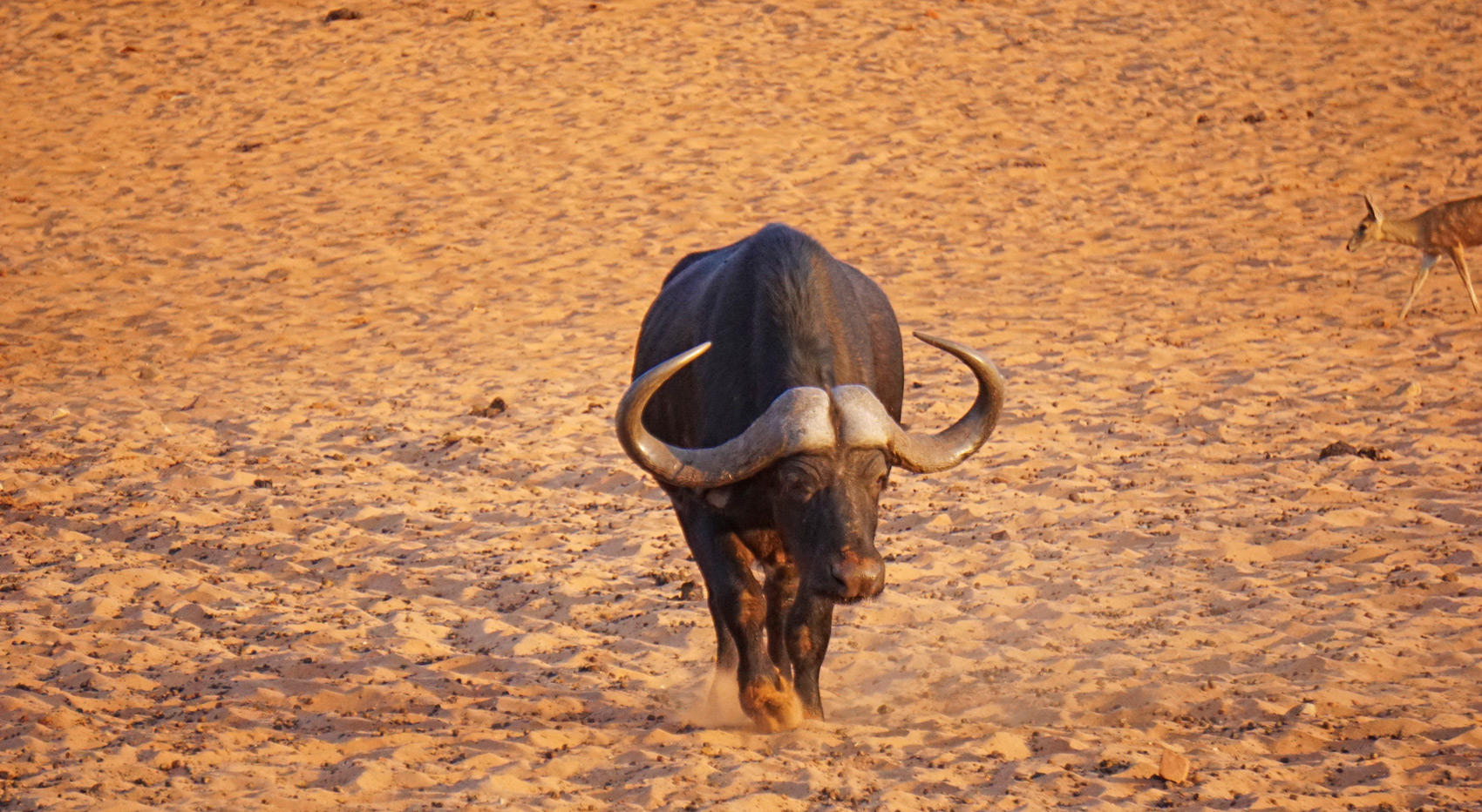 A buffalo walks through the sandy landscape in Namibia. A buffalo walks through the sandy landscape in Namibia.