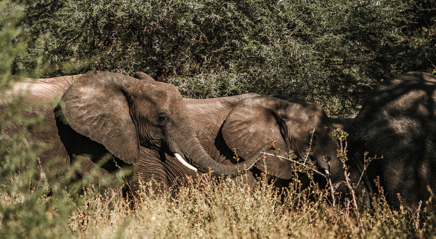 A group of elephants surrounded by trees and tall grass. A group of elephants surrounded by trees and tall grass.