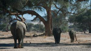 Drei Elefanten entfernen sich vom Beobachter und machen sich auf den Weg zu einem trockenen Flussbett, in dem große Bäume verstreut sind.