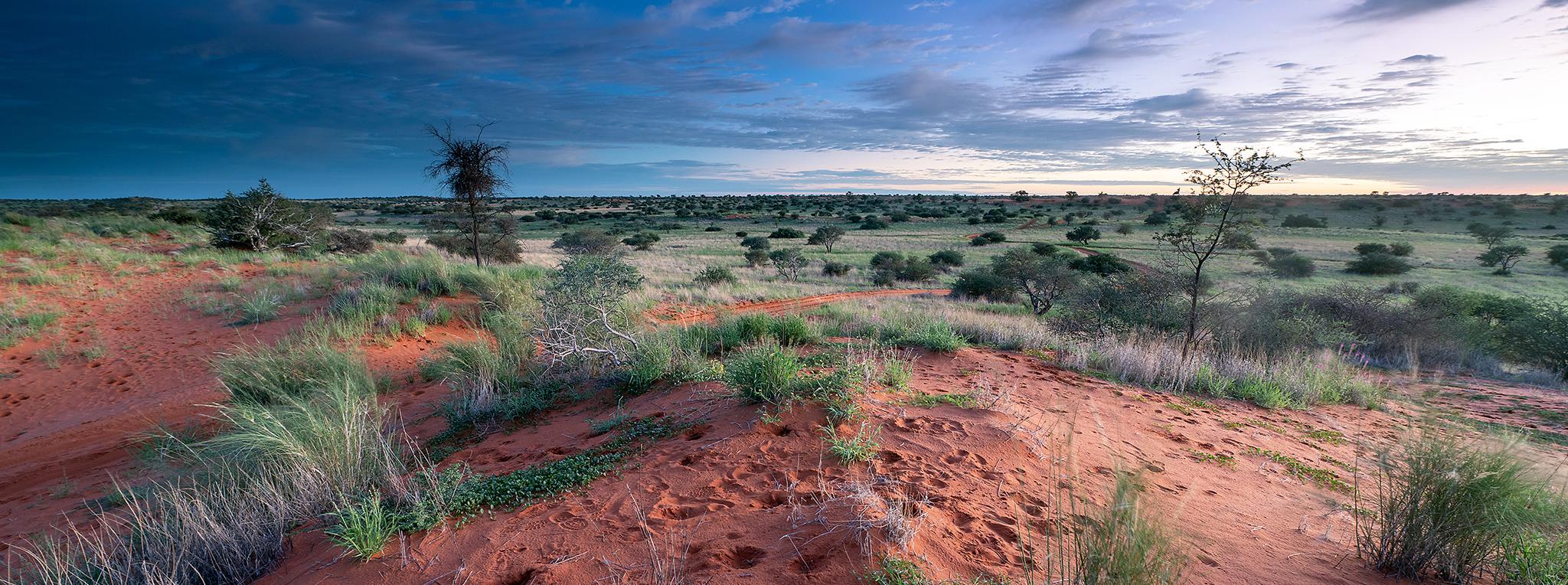 A landscape with dramatic skies in the Kalahari captured on a photo safari in Namibia.