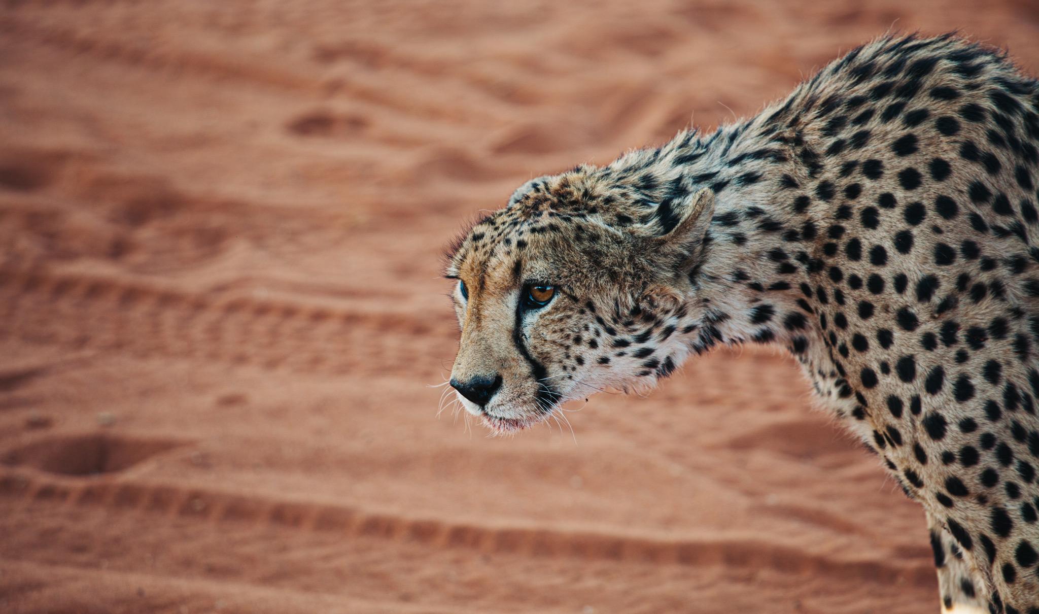 Gepard in der Kalahari