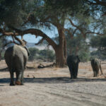 Three desert elephants walking away from the viewer into a wide, dry riverbed in Damaraland, Namibia.