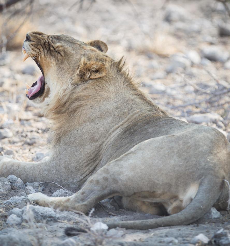 Etosha National Park