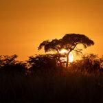 Die Sonne geht hinter einem Baum in Botswana unter.