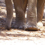 Nahaufnahme von Füßen und Rüssel eines Wüstenelefanten.