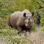 Ein Nashorn blickt aus dem Buschwerk in der Palmwag-Konzession hervor.