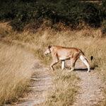 Eine Löwin, die eine Schotterstraße überquert, gesehen auf einer geführten 4x4 Selbstfahrer-Safari in Namibia und Botswana.