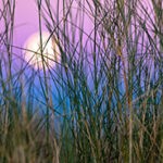 Der Vollmond hinter hohem Gras