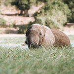 Ein Elefant läuft durch das hohe Gras im Chobe Fluss.