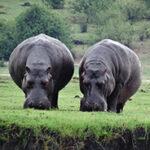 Zwei Flusspferde grasen am Ufer des Chobe Fluss in Botswana.