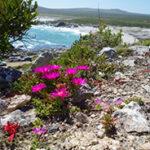 Pinke Blumen an einer felsigen Küste an Südafrikas Westküste