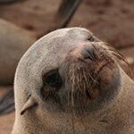 Nahaufnahme einer Robbe in Cape Cross