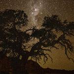 Die Silhouette eines Baumes vor dem Sternenhimmel in Namibia.