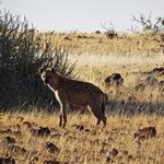 Eine Hyäne vor einem Busch in den Ebenen der Kalahari.