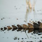 Schwanzstacheln eines Krokodilschwanzes im Wasser.