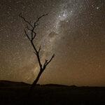 Ein einzelner Baum vor einem sternenübersähten Nachtimmel.