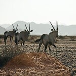 Drei Oryx Antilopen laufen auf steinigem Grund in der Namib Wüste.