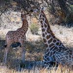 Eine Giraffe, die am Boden sitzt, mit ihrem Jungtier, das neben ihr steht.