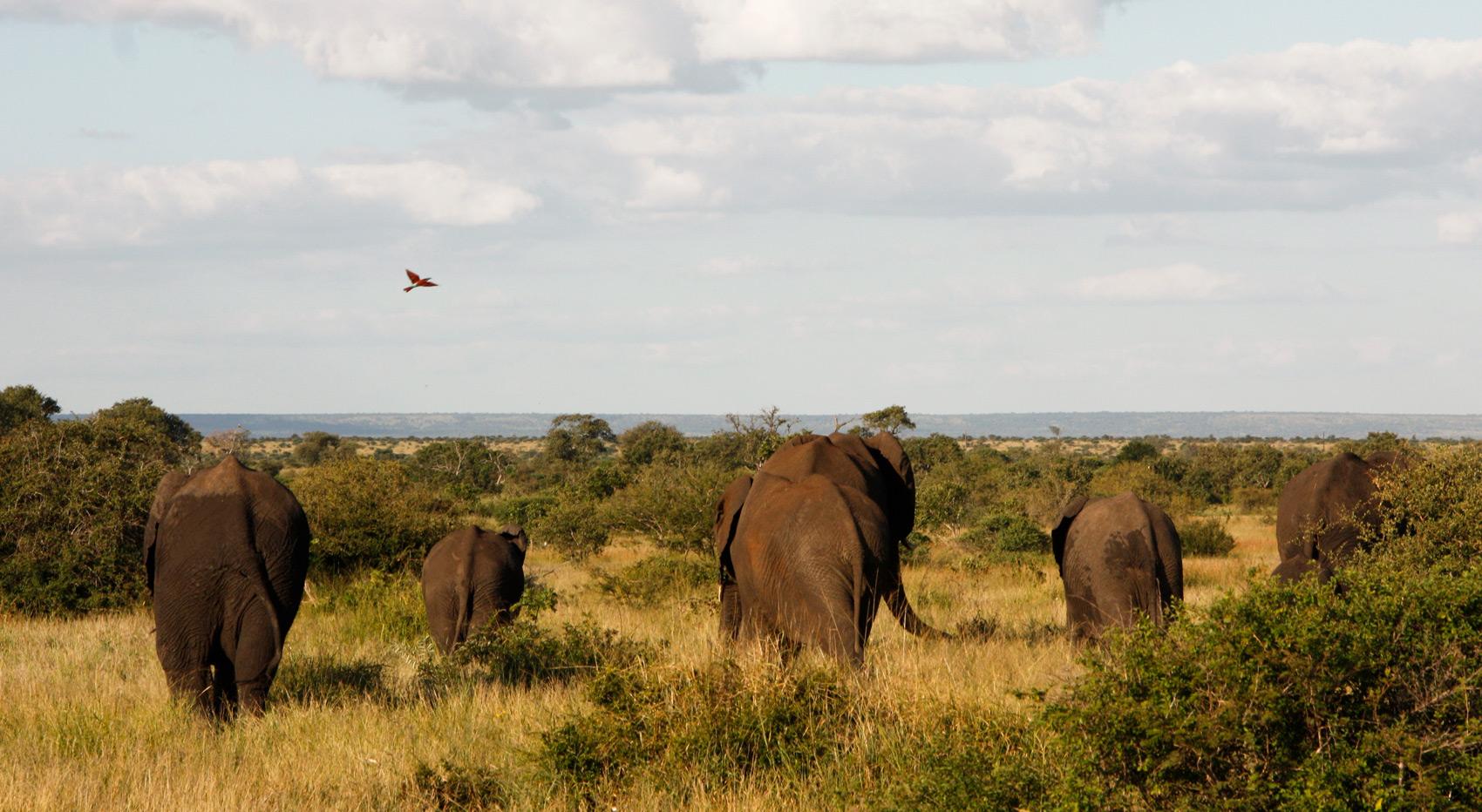 A small heard of elephants in Kruger National Park.