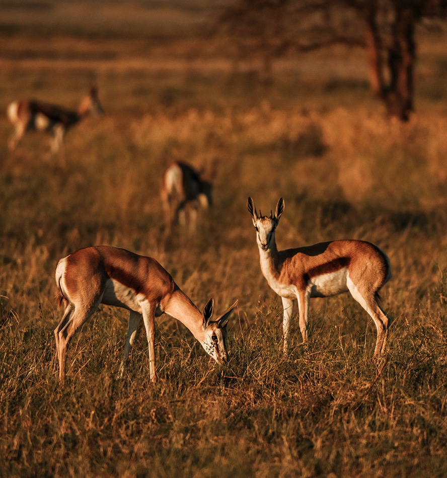 Kgalagadi Transfrontier Park