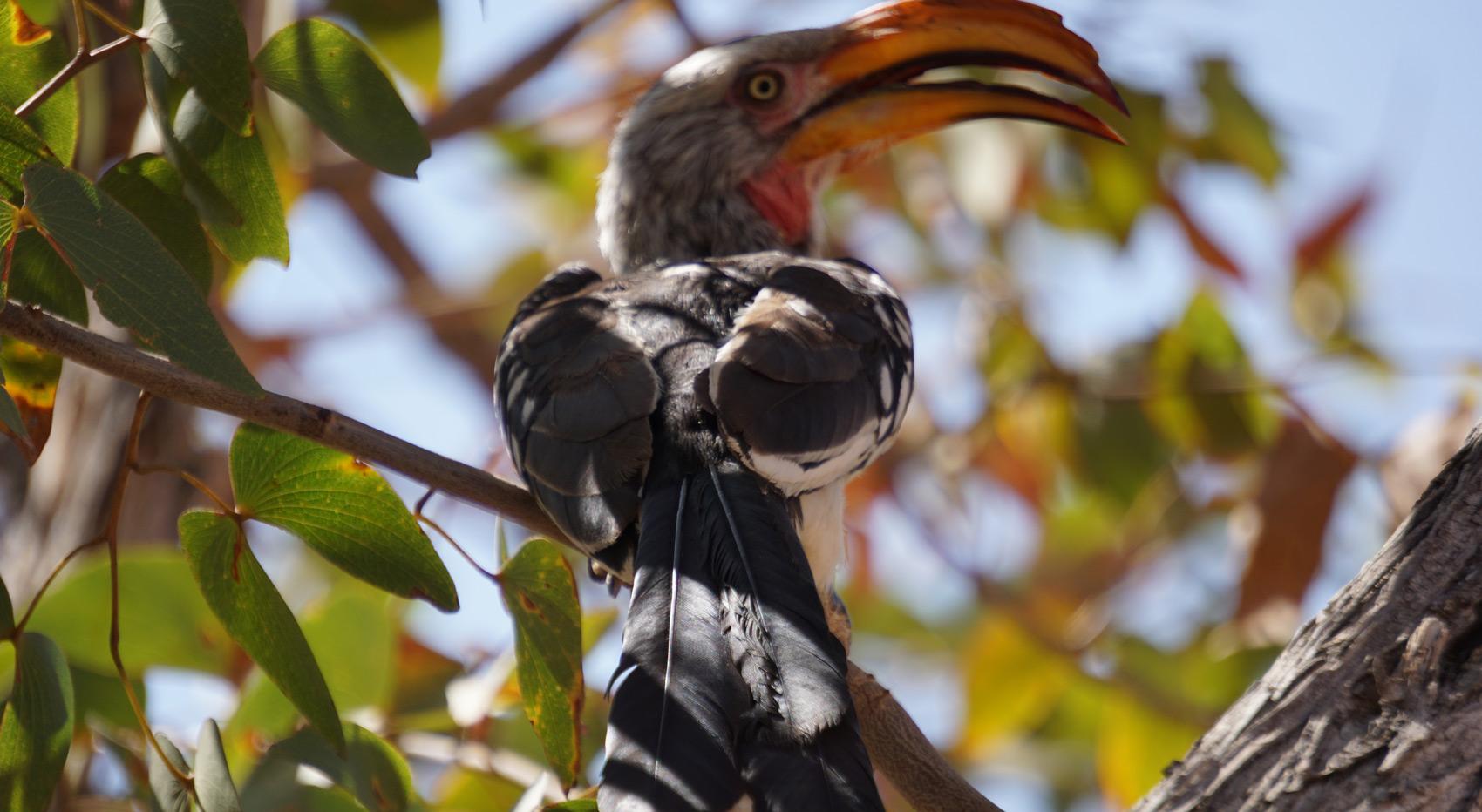 A hornbill in Etosha.