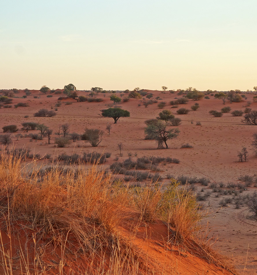 Central Kalahari Game Reserve