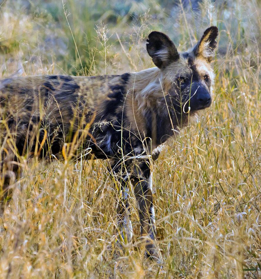 Moremi & Khwai Region