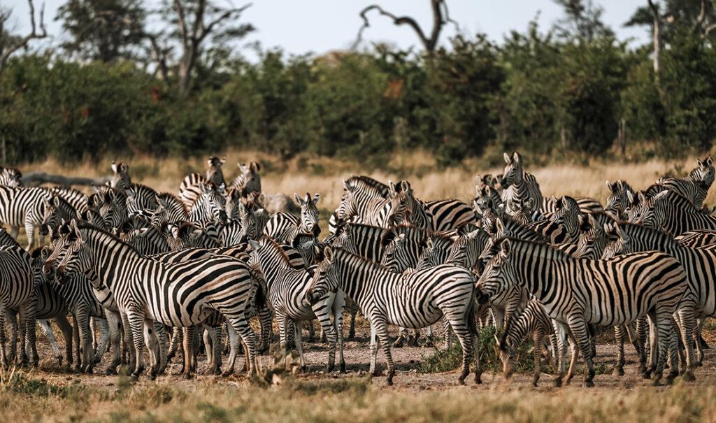 A herd of zebras in Botswana's Savuti region, seen on a guided self-drive tour starting in Namibia.
