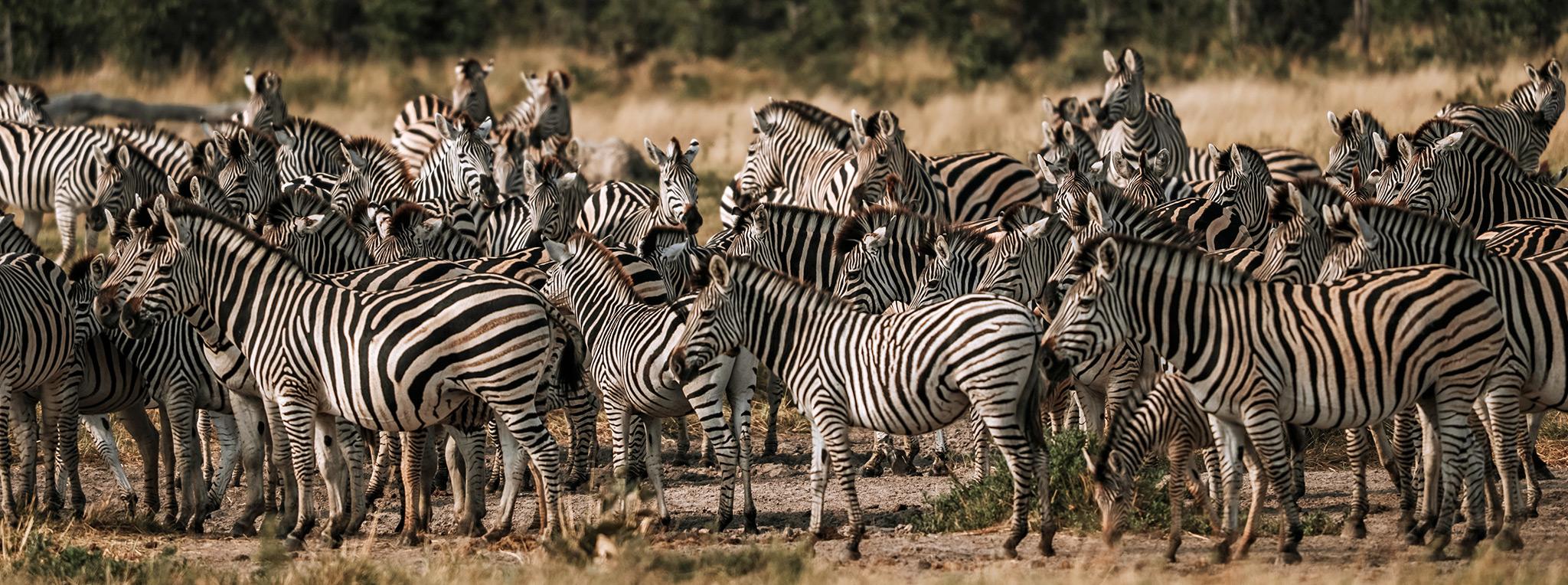 Eine Zebraherde in Botswanas Savuti-Region, gesehen auf einer 4x4 Selbstfahrerreise, die in Namibia beginnt.