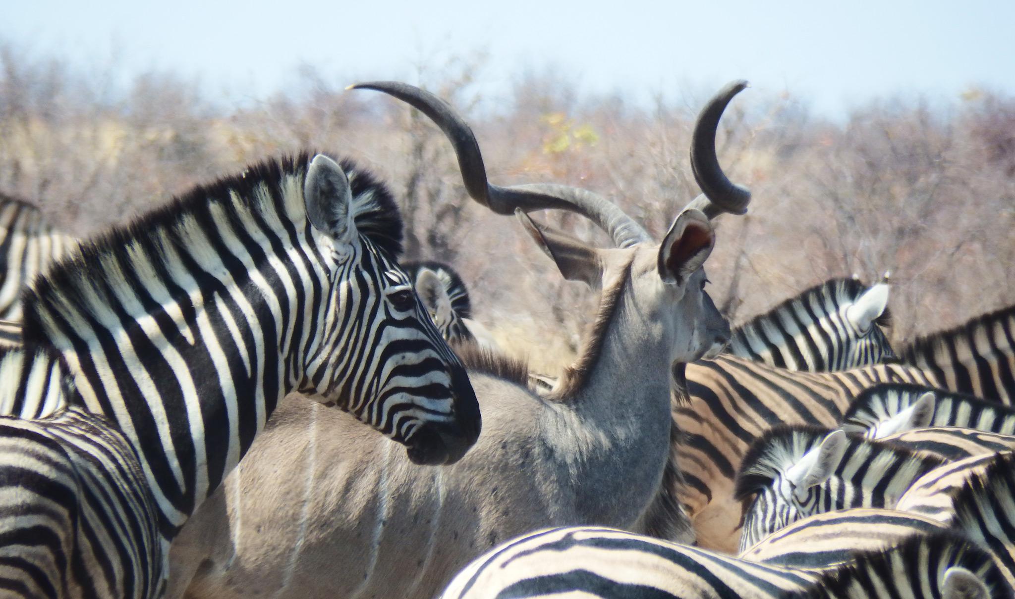 Close up of zebras and kudu in Etosha National Park.