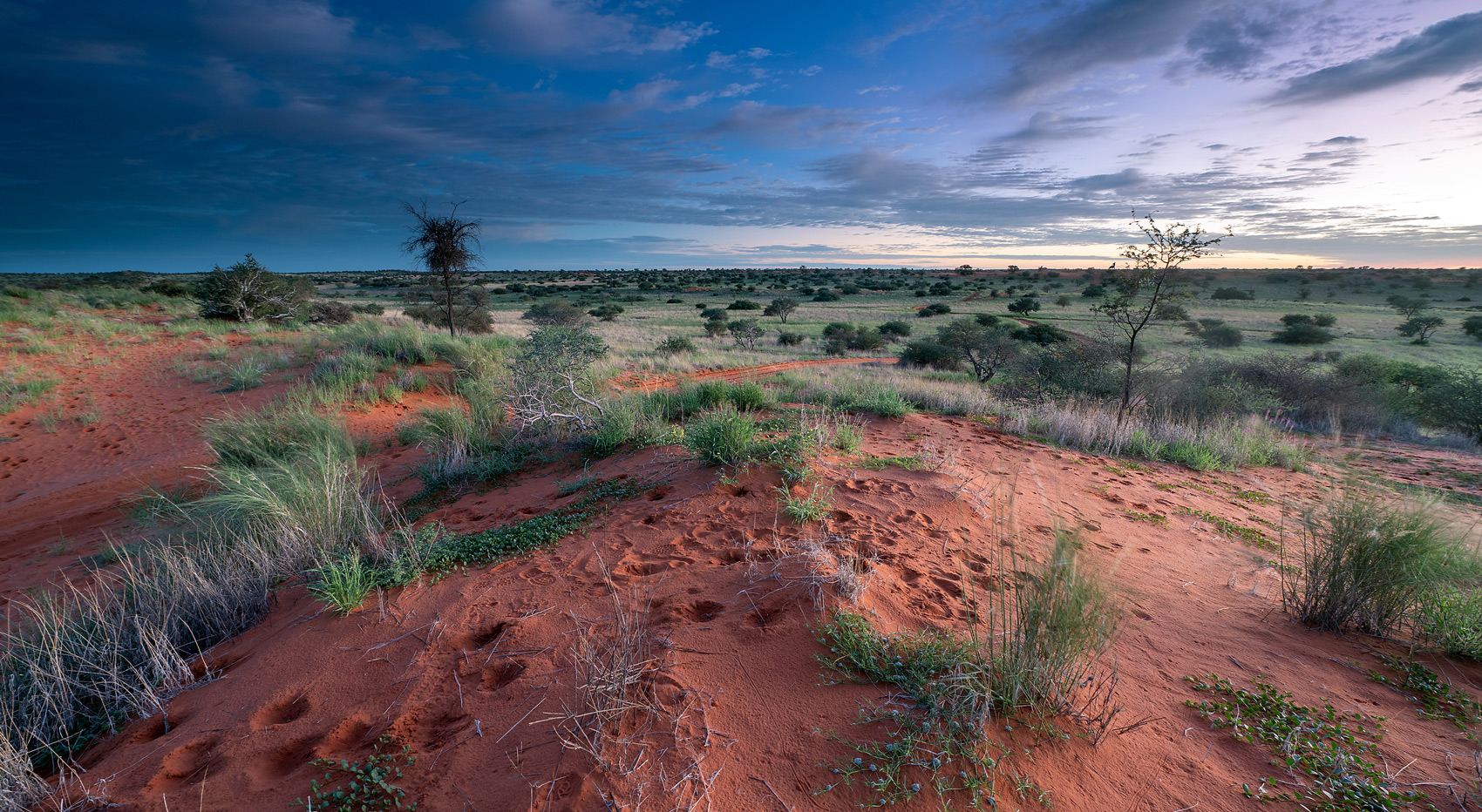 A Kalahari landscape picture taken in green season.
