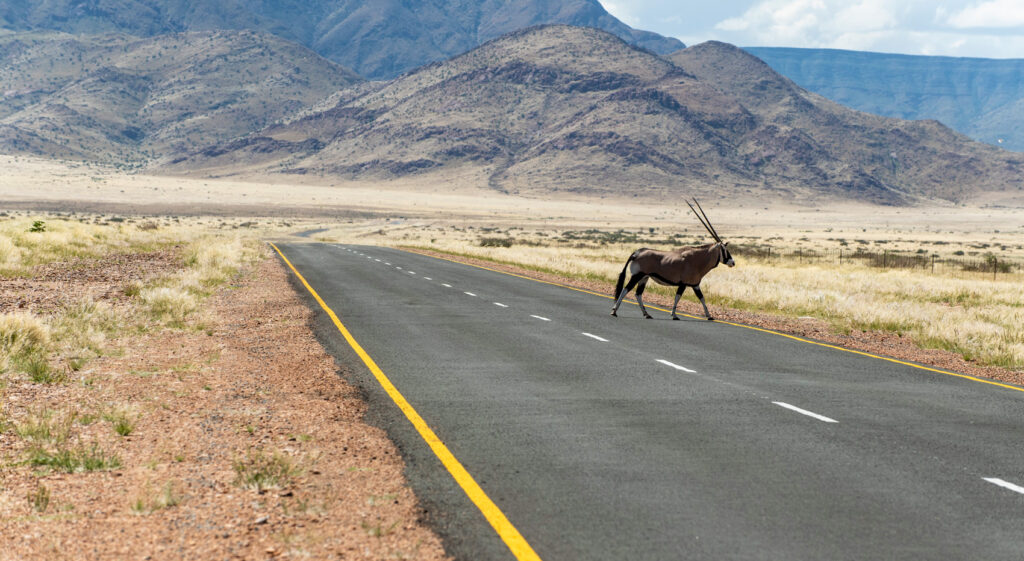 An gemsbock grossing the road in Namibia.