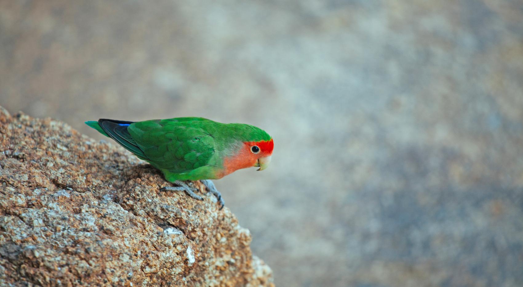 Rosy-faced lovebird in Namibia on a rock.