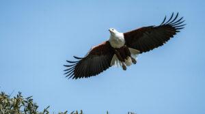 An African fish eagle in flight.