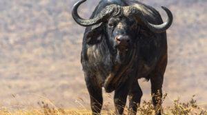 Ein Büffel in Namibia, ein ikonisches Wildtiererlebnis in Namibia.
