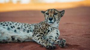 Ein Gepard liegt im roten Sand Namibias.