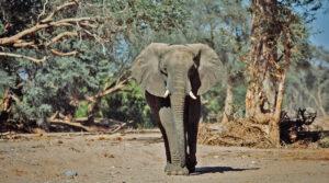 Eine seltene Wildtiersichtung in Namibia: ein wüstenangepasster Elefant.